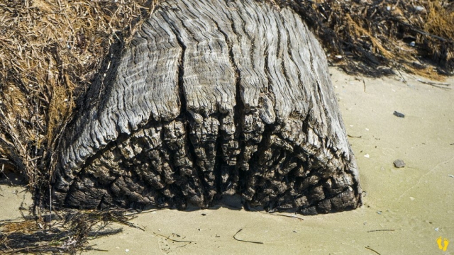 Shelly Beach Orford