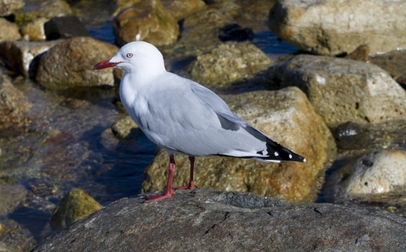 Seagull