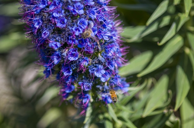 Bees on Echium - Dodges Ferry