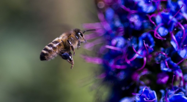 Bee feeding on Echium