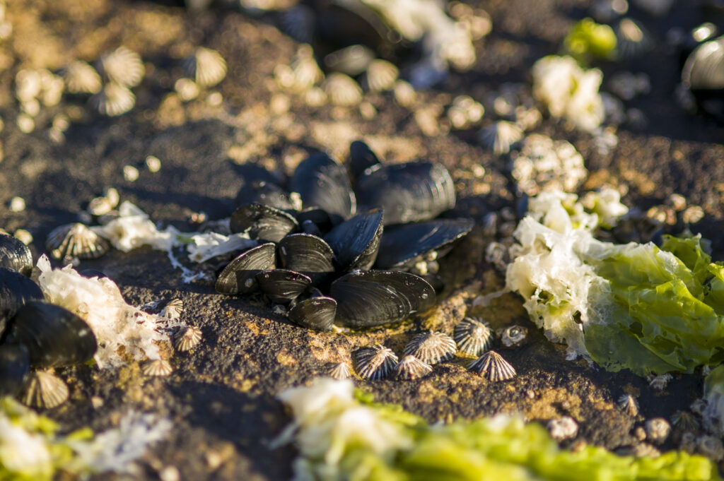 Howrah Beach - mussels, limpits and green salad