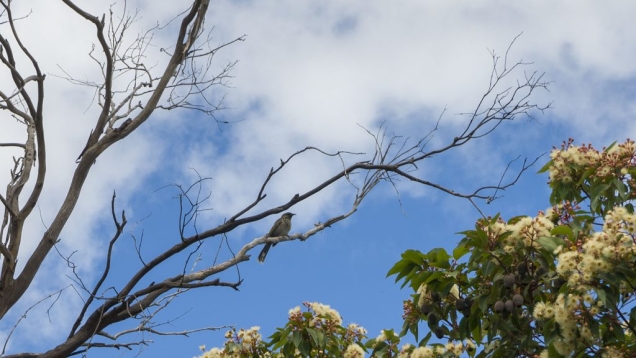 Little Wattle Bird