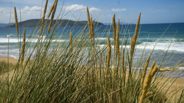 Hope Beach Marram Grass