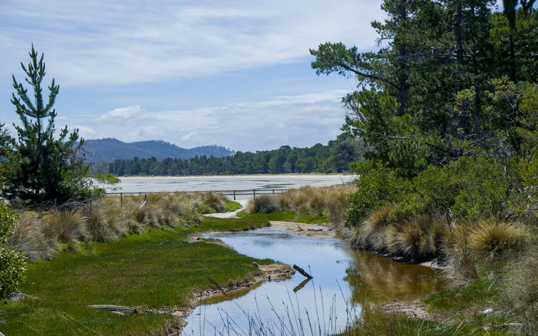 Gorringes Beach